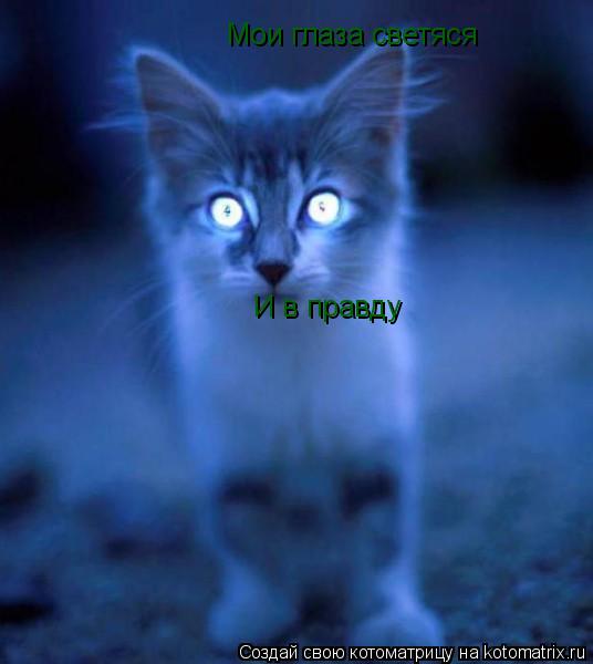 Котоматрица: Мои глаза светяся И в правду