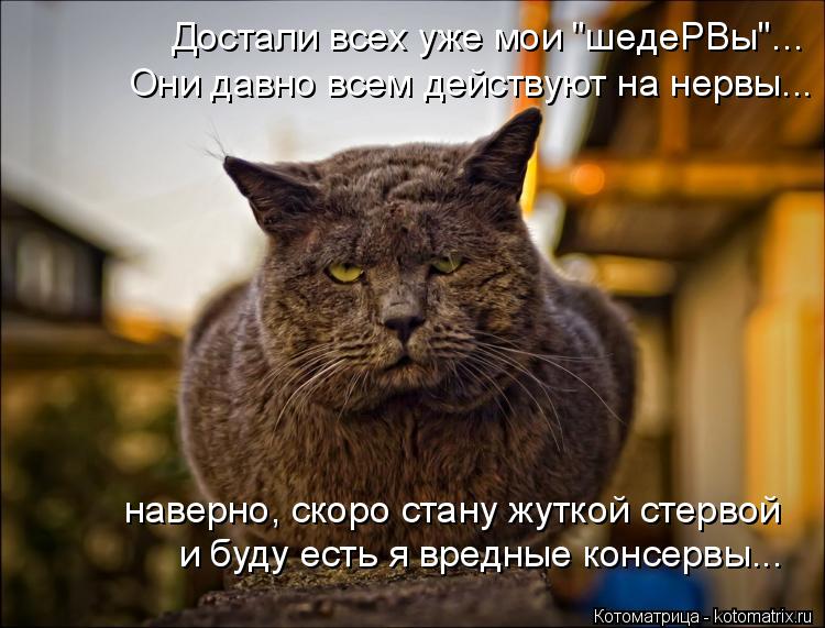 Котоматрица: Достали всех уже мои "шедеРВы"... Они давно всем действуют на нервы... наверно, скоро стану жуткой стервой и буду есть я вредные консервы...