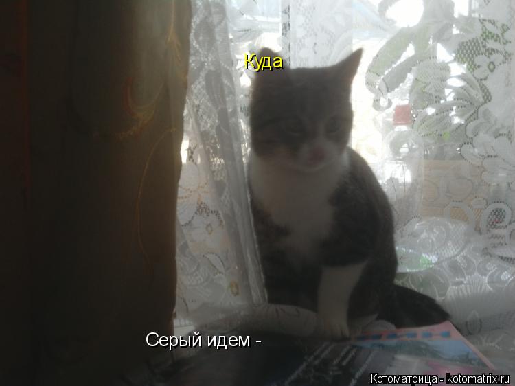 Котоматрица: Серый идем - Куда