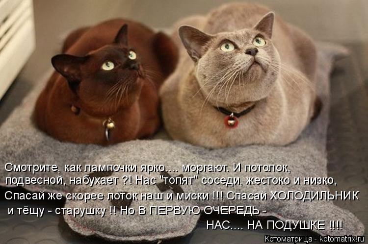 Котоматрица: подвесной, набухает ?! Нас "топят" соседи, жестоко и низко, Смотрите, как лампочки ярко.... моргают. И потолок, Спасай же скорее лоток наш и миск