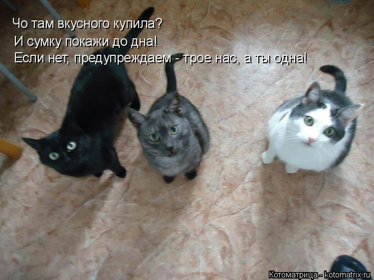 Котоматрица: Чо там вкусного купила? И сумку покажи до дна! Если нет, предупреждаем - трое нас, а ты одна!