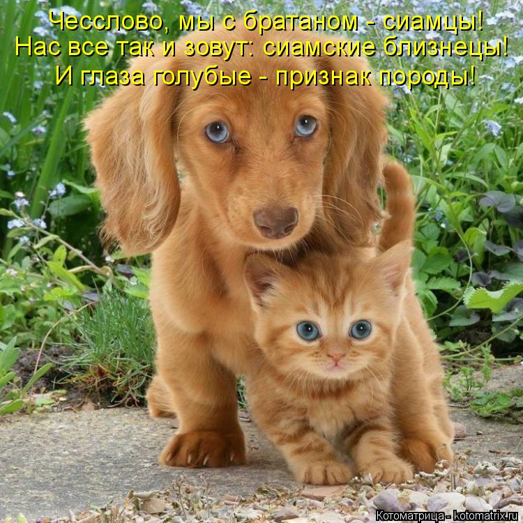 Котоматрица: Чесслово, мы с братаном - сиамцы! Нас все так и зовут: сиамские близнецы! И глаза голубые - признак породы!