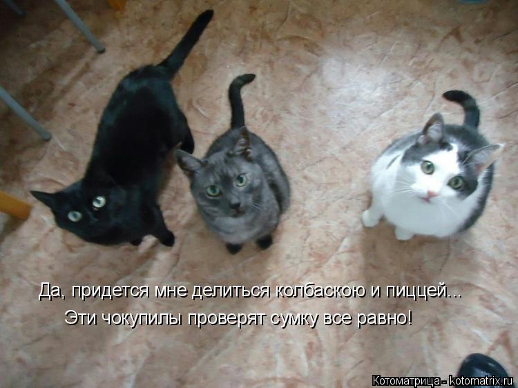 Котоматрица: Эти чокупилы проверят сумку все равно! Да, придется мне делиться колбаскою и пиццей...