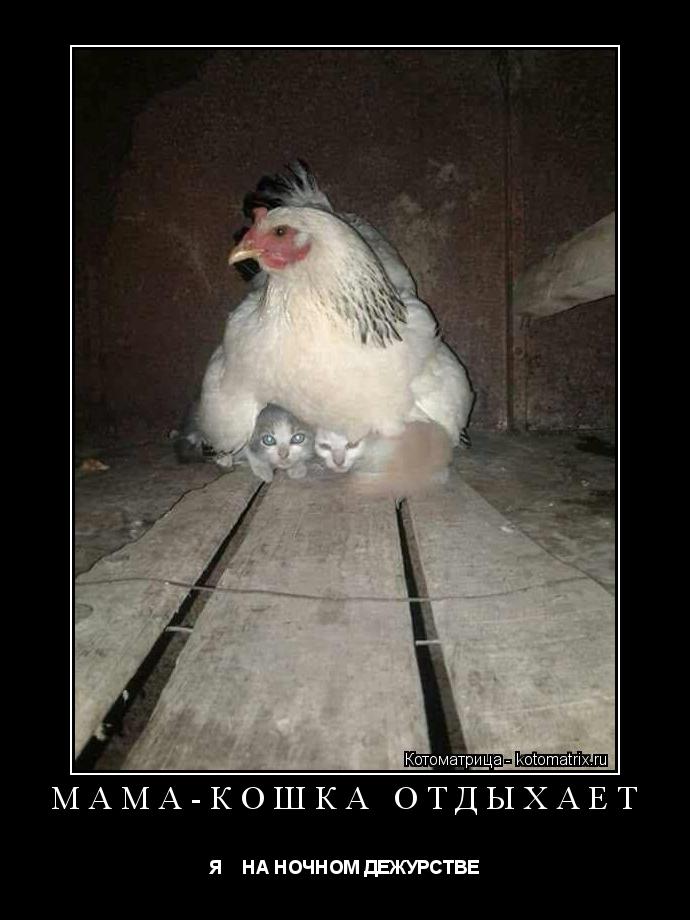 Котоматрица: МАМА-КОШКА ОТДЫХАЕТ  Я    НА НОЧНОМ ДЕЖУРСТВЕ