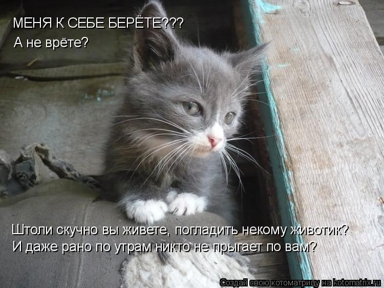 Котоматрица: МЕНЯ К СЕБЕ БЕРЁТЕ??? А не врёте? Штоли скучно вы живете, погладить некому животик? И даже рано по утрам никто не прыгает по вам?