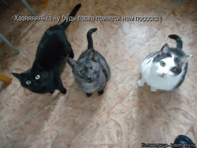 Котоматрица: Хазяяяяяйка ну будь ласка принеси нам пососісці Хазяяяяяйка ну будь ласка принеси нам пососісці