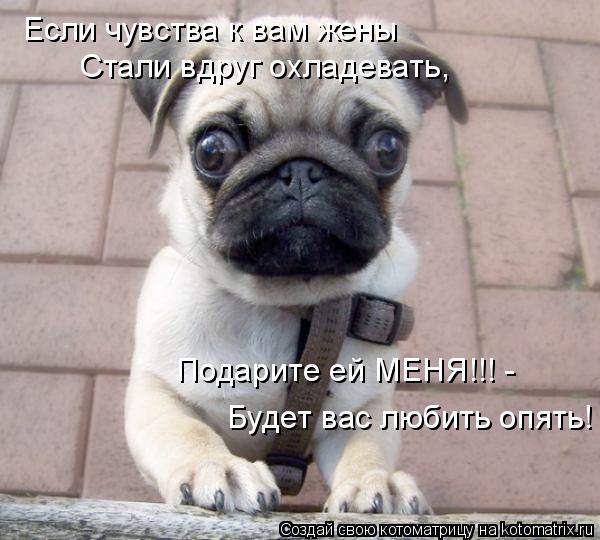Котоматрица: Если чувства к вам жены Стали вдруг охладевать, Будет вас любить опять! Подарите ей МЕНЯ!!! -