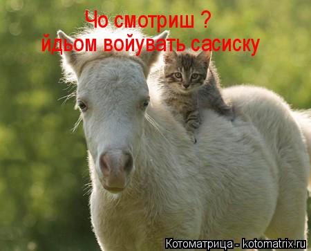 Котоматрица: Чо смотриш ? йдьом войувать сасиску