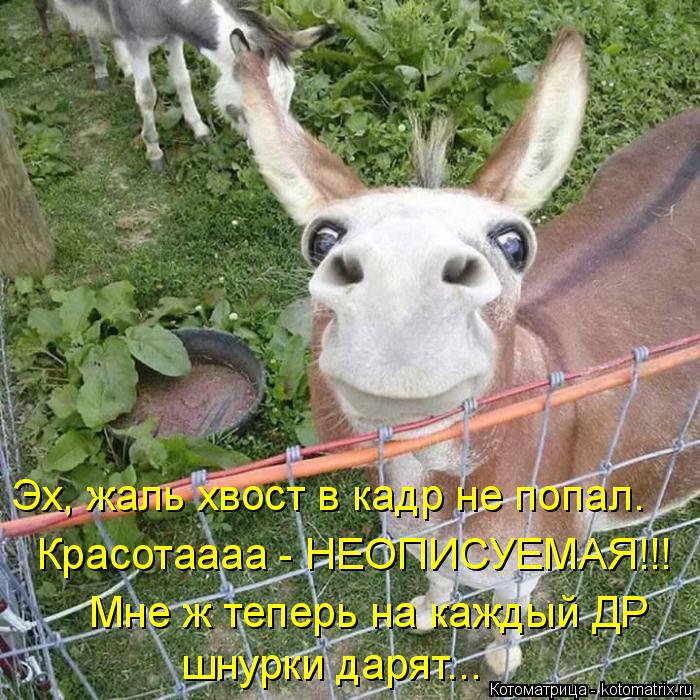 Котоматрица: Эх, жаль хвост в кадр не попал. Красотаааа - НЕОПИСУЕМАЯ!!! Мне ж теперь на каждый ДР шнурки дарят...