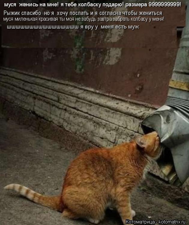 Котоматрица: муся  женись на мне! я тебе колбаску подарю! размера 9999999999! Рыжик спасибо  но я  хочу поспать и я согласна чтобы жениться муся миленькая краси