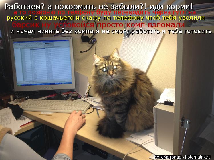 Котоматрица: Работаем? а покормить не забыли?! иди корми! а то позвоню по телфону буду переводить через гугл на  русский с кошачьего и скажу по телефону чт