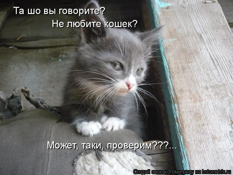 Котоматрица: Та шо вы говорите? Не любите кошек? Может, таки, проверим???...