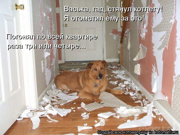 Васька, гад, стянул котлету! Я отомстил ему за это! Погонял по всей квартире раза три или четыре...... Котоматрица: Васька, гад, стянул котлету! Я отомстил ему за это! Погонял по всей квартире раза три или четыре...