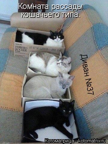 Котоматрица: Комната рассады кошачьего типа. Диван №37