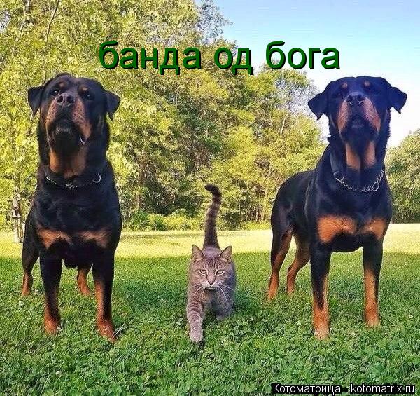 Котоматрица: банда од бога банда од бога