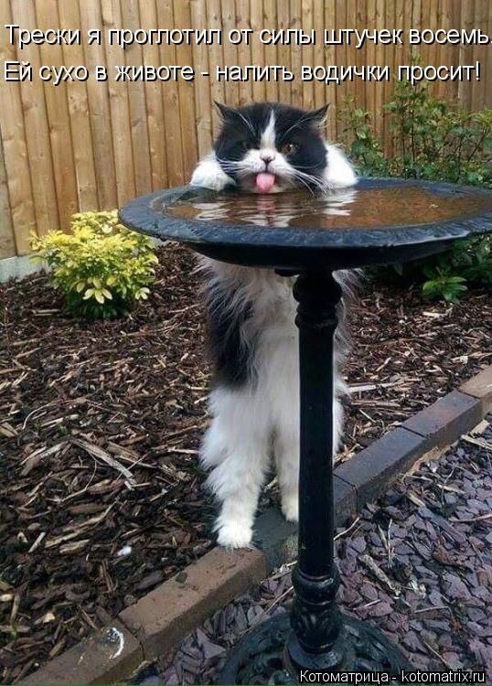 Котоматрица: Ей сухо в животе - налить водички просит! Трески я проглотил от силы штучек восемь.