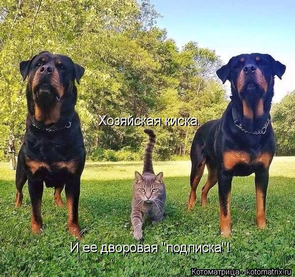 Котоматрица: И ее дворовая "подписка"! Хозяйская киска.