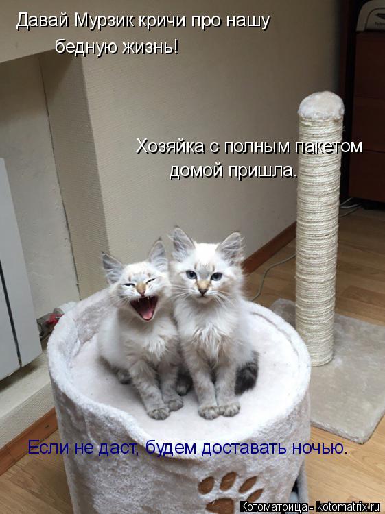 Котоматрица: бедную жизнь! Хозяйка с полным пакетом домой пришла. Давай Мурзик кричи про нашу Если не даст, будем доставать ночью.