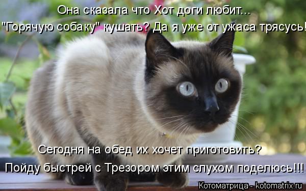 Котоматрица: "Горячую собаку" "Горячую собаку" кушать? Да я уже от ужаса трясусь! Она сказала что Хот доги любит... Сегодня на обед их хочет приготовить? Пой