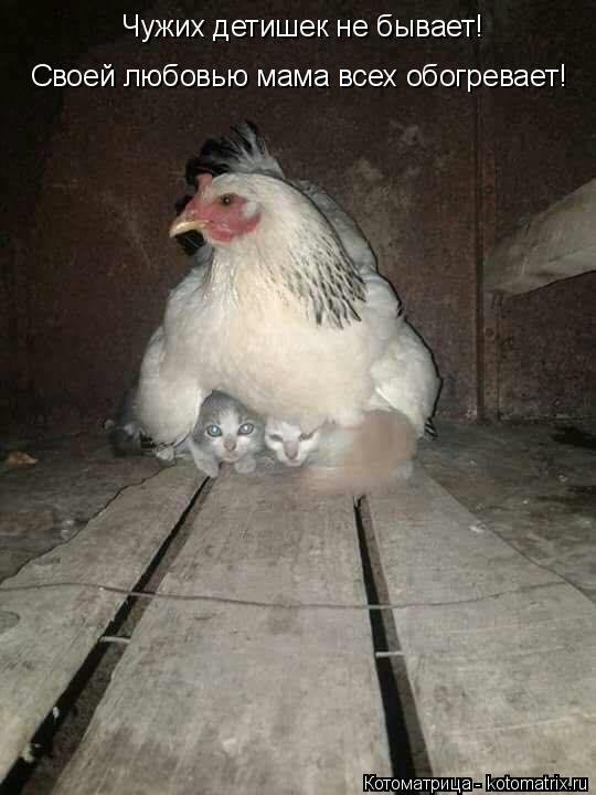 Котоматрица: Чужих детишек не бывает! Своей любовью мама всех обогревает!