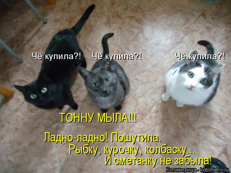 Котоматрица: И сметанку не забыла! Рыбку, курочку, колбаску... Ладно-ладно! Пошутила. ТОННУ МЫЛА!!! Чё купила?!    Чё купила?!             Чё купила?!