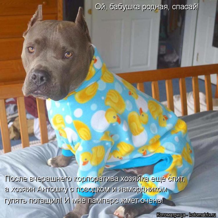 Котоматрица: Ой, бабушка родная, спасай! После вчерашнего корпоратива хозяйка еще спит, а хозяин Антошку с поводком и намордником гулять потащил! И мне п
