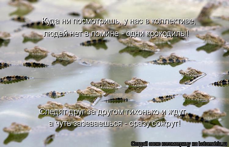 Котоматрица: Куда ни посмотришь, у нас в коллективе, людей нет в помине - одни крокодилы! а чуть зазеваешься - сразу сожрут! Следят друг за другом тихонько 