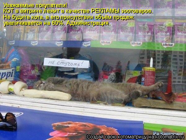 Уважаемые покупатели! КОТ в витрине лежит в качестве РЕКЛАМЫ зоотоваров. Не будите кота, в его присут... Котоматрица: Уважаемые покупатели! КОТ в витрине лежит в качестве РЕКЛАМЫ зоотоваров. Не будите кота, в его присутствии объём продаж увеличивается на 60%.