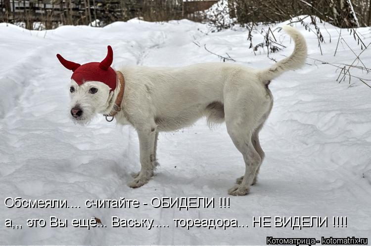Котоматрица: Обсмеяли.... считайте - ОБИДЕЛИ !!! а,,, это Вы ещё... Ваську..... тореадора... НЕ ВИДЕЛИ !!!!