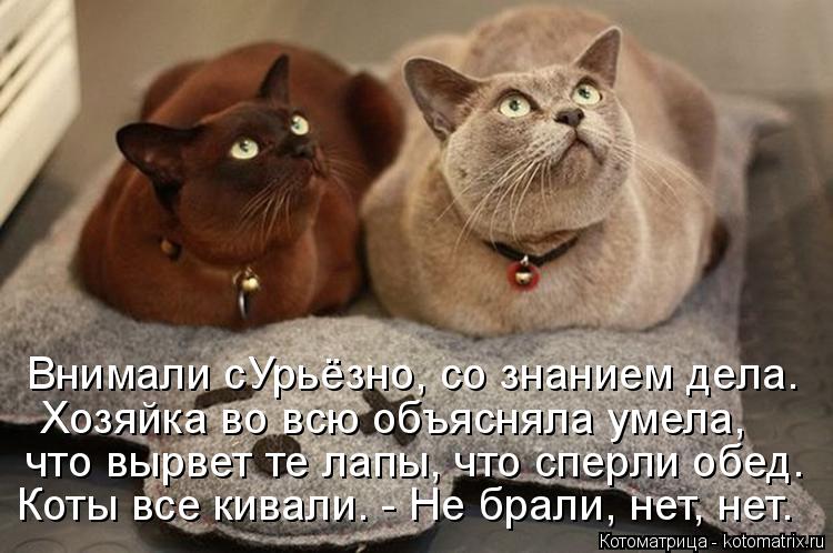 Внимали сУрьёзно, со знанием дела. Хозяйка во всю объясняла умела, что вырвет те лапы, что сперли обе... Котоматрица: Внимали сУрьёзно, со знанием дела. Хозяйка во всю объясняла умела, что вырвет те лапы, что сперли обед. Коты все кивали. - Не брали, нет, нет.