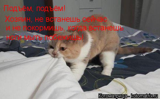 Котоматрица: Подъём, подъём! Хозяин, не встанешь сейчас и не покормишь, когда встанешь ноги мыть побежишь!