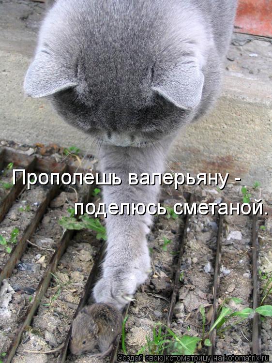 Котоматрица: Прополешь валерьяну -  поделюсь сметаной.