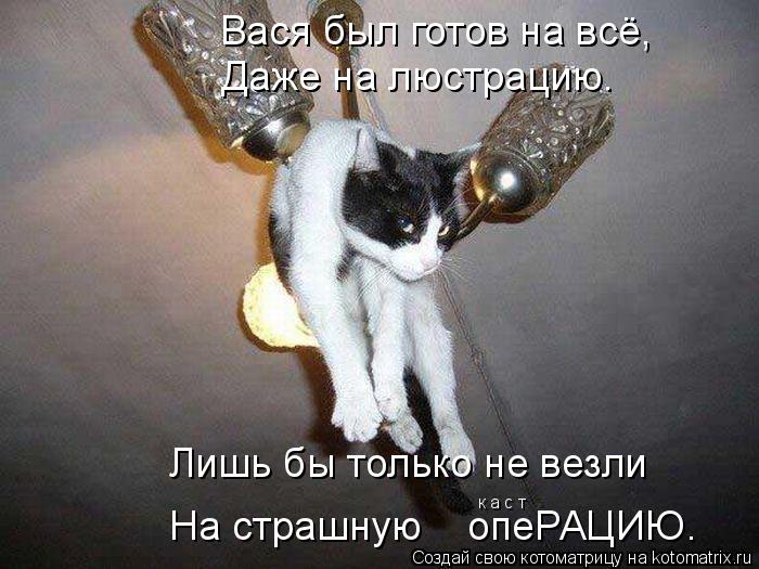 Котоматрица: Вася был готов на всё, Даже на люстрацию. Лишь бы только не везли На страшную    опеРАЦИЮ. к а с т
