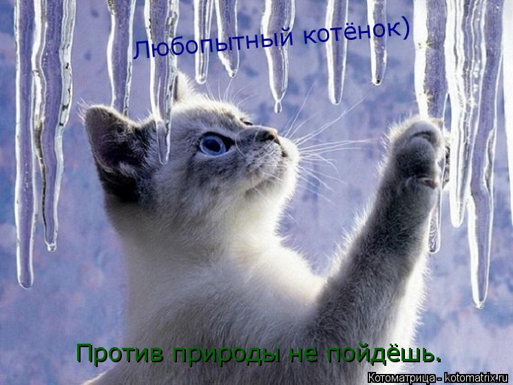 Котоматрица: Любопытный котёнок) Любопытный котёнок)  Против природы не пойдёшь.
