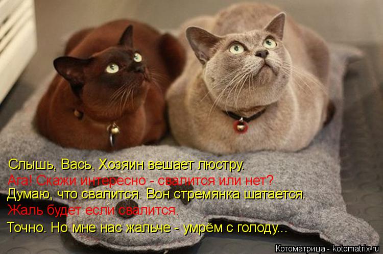 Котоматрица: Слышь, Вась, Хозяин вешает люстру. Ага! Скажи интересно - свалится или нет? Думаю, что свалится. Вон стремянка шатается. Жаль будет если свали