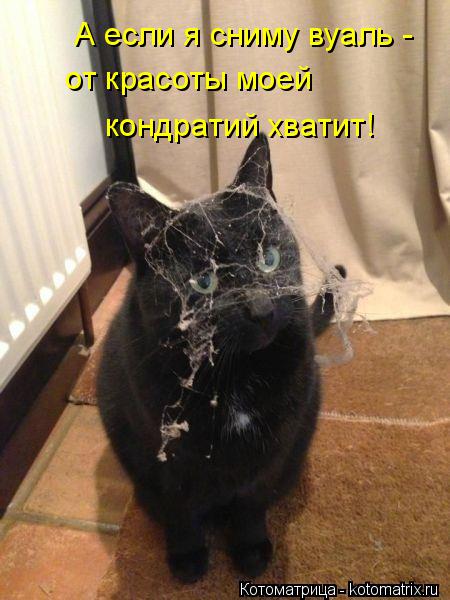 Котоматрица: А если я сниму вуаль -  от красоты моей кондратий хватит!
