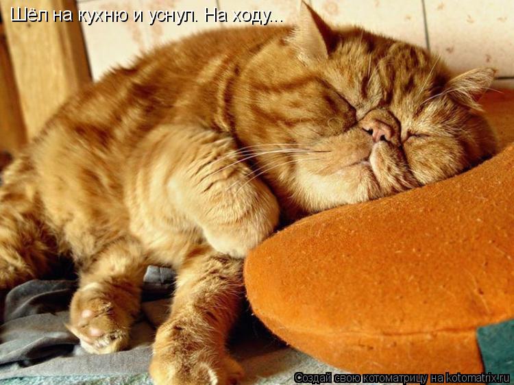 Шёл на кухню и уснул. На ходу...... Котоматрица: Шёл на кухню и уснул. На ходу...