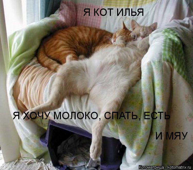 Котоматрица: Я КОТ ИЛЬЯ Я ХОЧУ МОЛОКО, СПАТЬ, ЕСТЬ Я ХОЧУ МОЛОКО, СПАТЬ, ЕСТЬ И МЯУ И МЯУ
