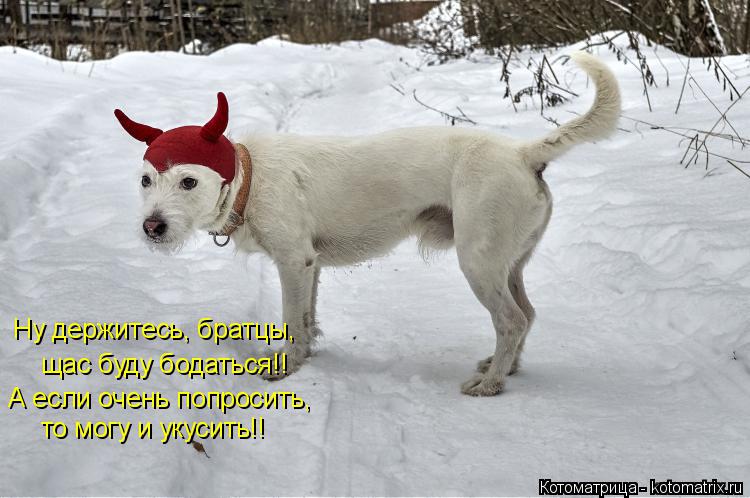 Котоматрица: Ну держитесь, братцы, щас буду бодаться!! А если очень попросить, то могу и укусить!!