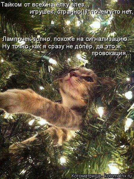 Котоматрица: Лампочек полно, похоже на сигнализацию Ну точно, как я сразу не допёр, да это ж провокация... игрушек, странно(!), почему-то нет Тайком от всех н