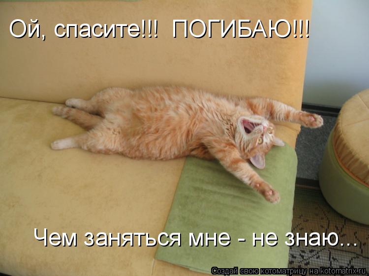 Котоматрица: Ой, спасите!!!  ПОГИБАЮ!!! Чем заняться мне - не знаю...