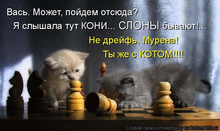 Котоматрица: Вась. Может, пойдем отсюда? СЛОНЫ Я слышала тут КОНИ...                  бывают!... Не дрейфь, Мурена!  Ты же с КОТОМ!!!!