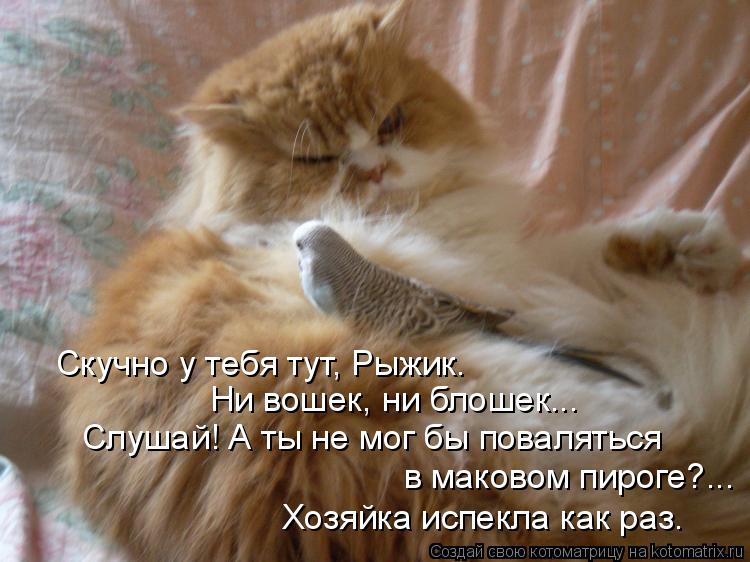 Котоматрица: Скучно у тебя тут, Рыжик. Ни вошек, ни блошек... Слушай! А ты не мог бы поваляться в маковом пироге?... Хозяйка испекла как раз.
