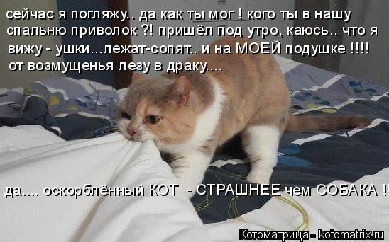 Котоматрица: сейчас я погляжу.. да как ты мог ! кого ты в нашу спальню приволок ?! пришёл под утро, каюсь.. что я вижу - ушки...лежат-сопят.. и на МОЕЙ подушке !!!!