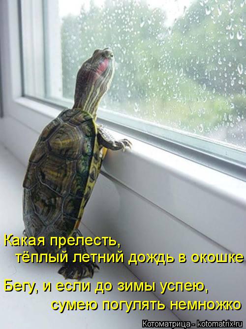 Котоматрица: Какая прелесть,  тёплый летний дождь в окошке Бегу, и если до зимы успею, сумею погулять немножко