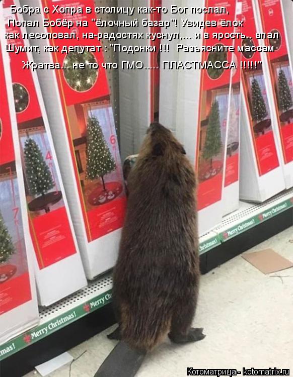 Котоматрица: Попал Бобёр на "ёлочный базар"! Увидев ёлок  Шумит, как депутат : "Подонки !!!  Разъясните массам Жратва... не то что ГМО..... ПЛАСТМАССА !!!!!" как ле