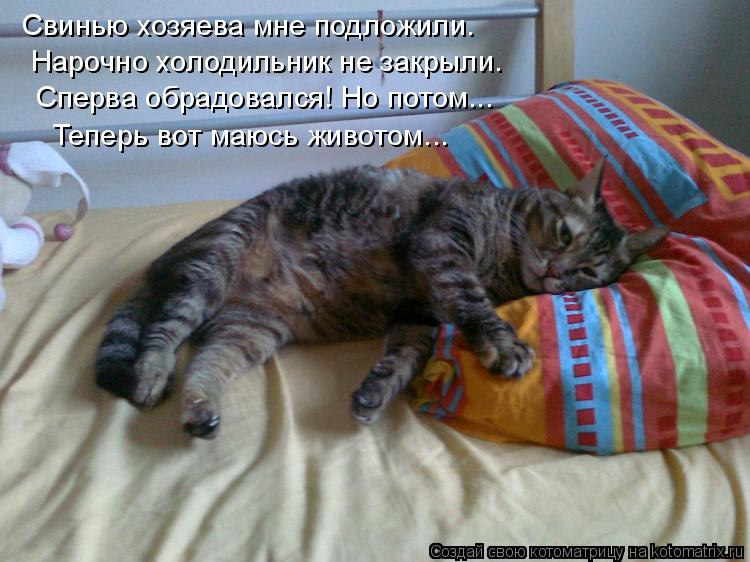 Котоматрица: Свинью хозяева мне подложили. Нарочно холодильник не закрыли. Сперва обрадовался! Но потом... Теперь вот маюсь животом...