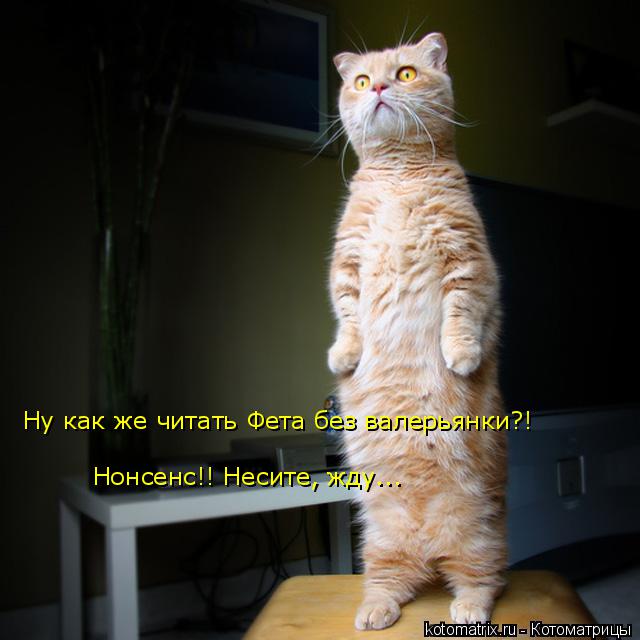 Котоматрица: Нонсенс!! Несите, жду... Ну как же читать Фета без валерьянки?!