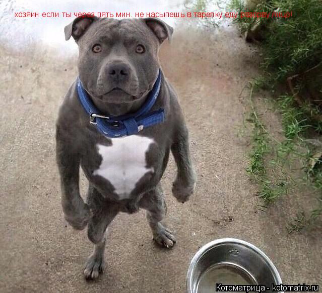 Котоматрица: хозяин если ты через пять мин. не насыпешь в тарелку еду разорву лицо!