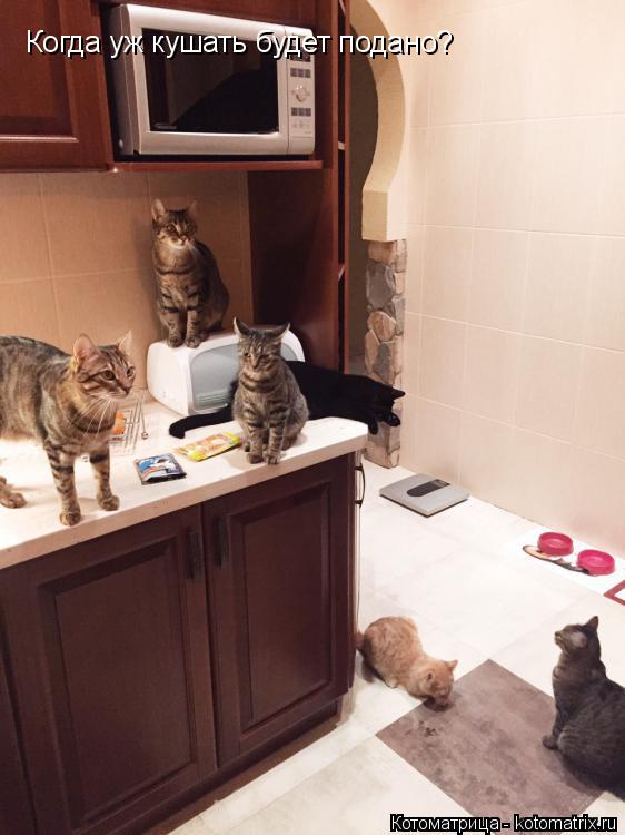 Котоматрица: Когда уж кушать будет подано? Когда уж кушать будет подано?